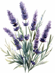 Fototapeta premium lavender flowers isolated on white