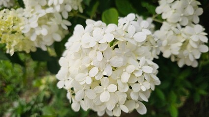 봄, 여름의 야외 공원에 핀 수국 꽃 나무