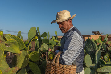 a farmer picking tunas to eat