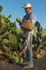 a farmer picking tunas to eat