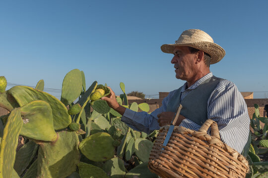 a farmer picking tunas to eat