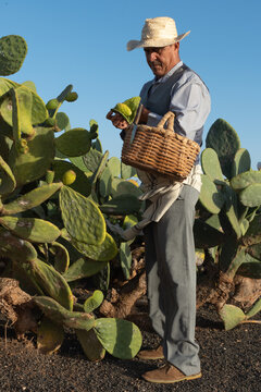 a farmer picking tunas to eat