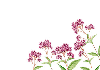 Fototapeta premium 藤袴 秋 花 背景 フレーム 水彩 イラスト