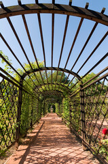 Laubengang im Schloßgarten, Dornburger Schlösser, Dornburg, Thüringen, Deutschland, Europa