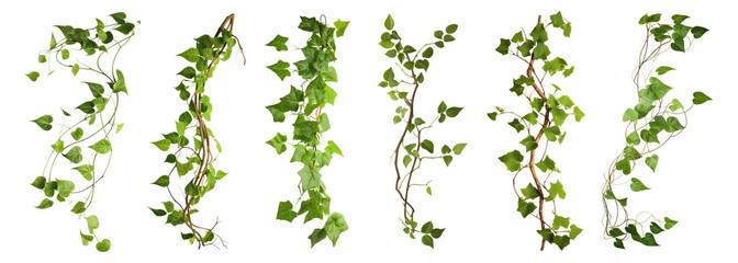 Plant leaf vine png cut out element set