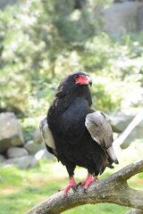 Raubvogel