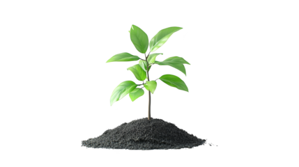 Glitch Art Plant Sprout Growing from Soil