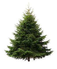 Christmas green tree isolated on transparent background