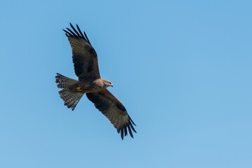 Black kite flies in the sky