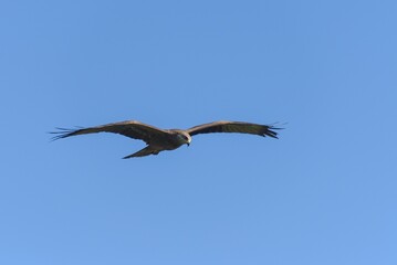 Black kite flies in the sky