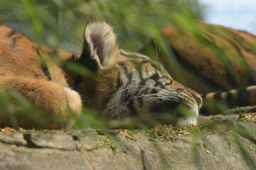 schlafendes Tiger Junges