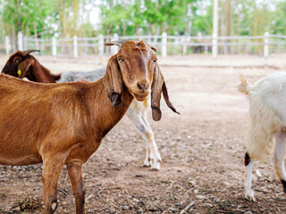 Goats in a goats farm,animal goat with cute face in rural farm