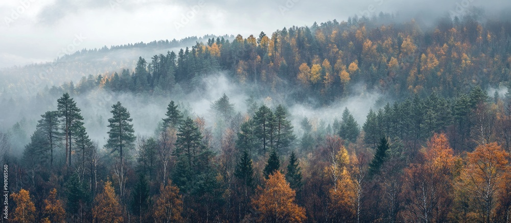 Leinwandbilder morning mist blankets the slopes of a mixed forest on a late autumn day concepts of forestry ecology