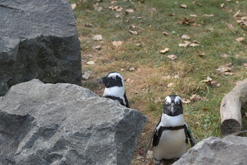 zwei Pinguine