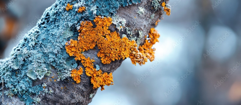 Poster orange mold or lichen on a winter tree. with copy space image. place for adding text or design
