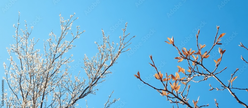 Aufkleber young leaves on trees in early spring contrast with the bare branches of winter against a clear blue