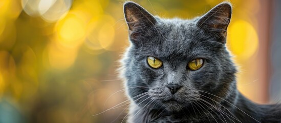 A cute gray cat against a yellow background looking out An empty copy space