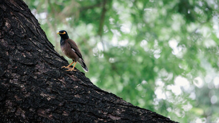 Common myna, Acridotheres tristis, perching on a tree trunk in forest park, a large,...