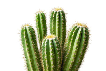 Cactus with long needles on transparent background