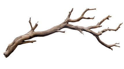 Dry branch of a tree, isolated on  transparent background, natural wood texture