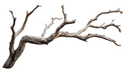 Fototapeta premium Dry branch of a tree, isolated on transparent background, natural wood texture