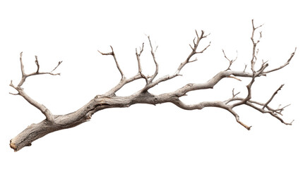 Dry branch of a tree, isolated on  transparent background, natural wood texture