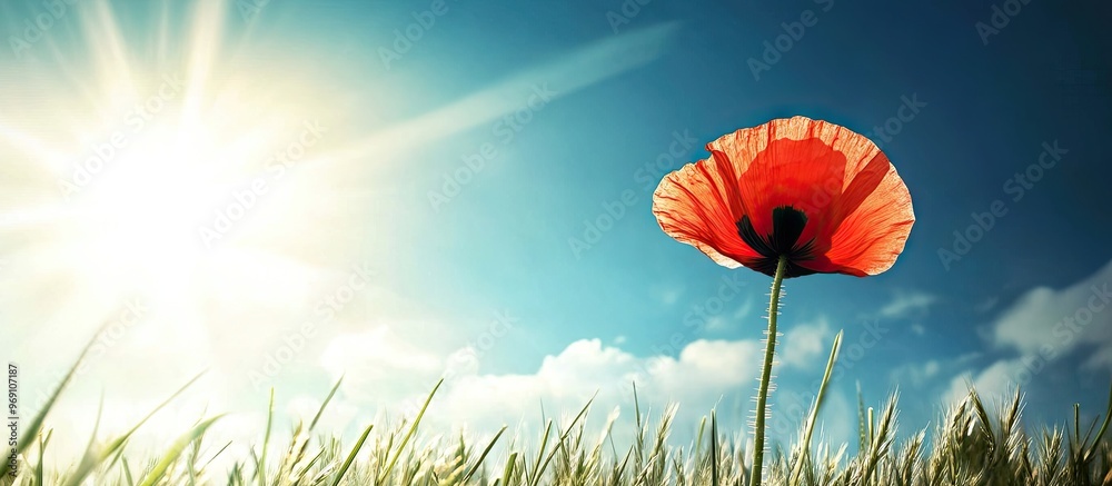 Poster red poppy a solitary flower basking in the sunlight against a blue sky and grass featuring a version