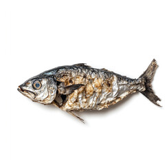Fototapeta premium Fish