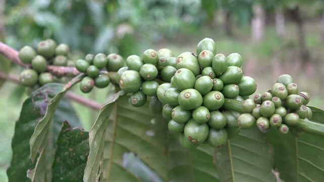 Close-up of unripe coffee beans at plantation in Java, Indonesia
