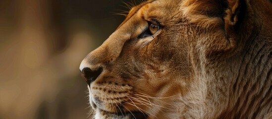 Fototapeta premium Close up of a lioness s head The lioness is looking to the left with her whiskers prominently visible against a blurred cream background. with copy space image. Place for adding text or design