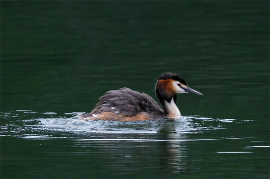 Great crested grebe