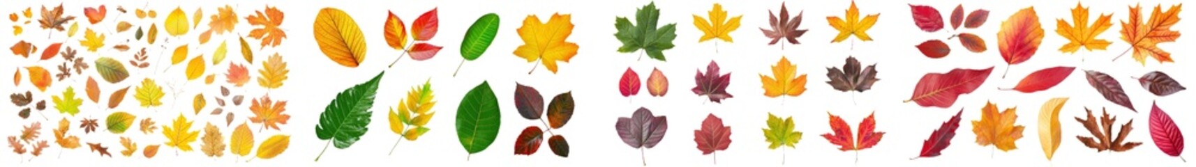 Transparent fall leaves collection with various colors