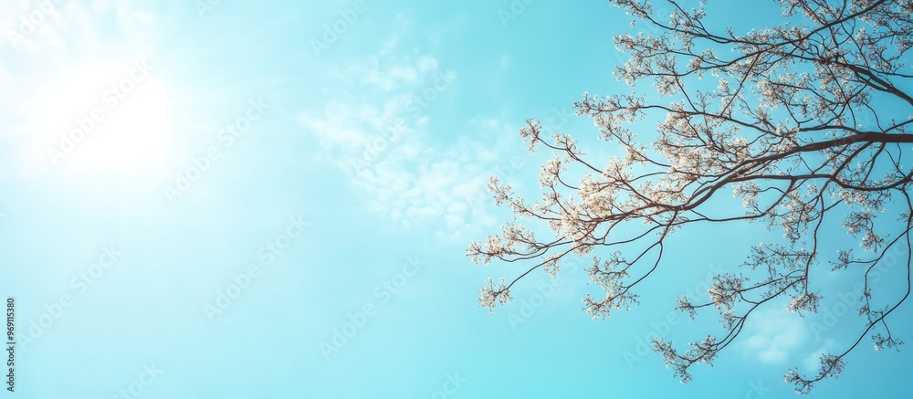 Poster tree branch against a blue sky background with copy space