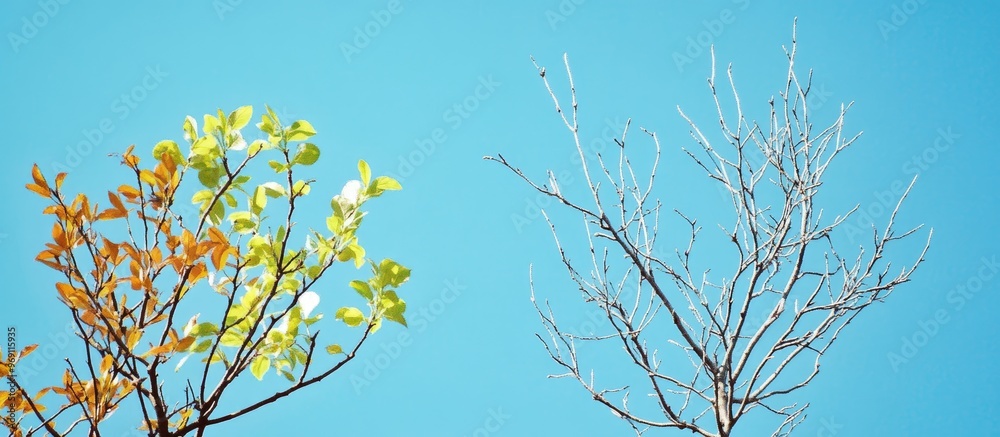 Leinwandbilder young leaves on trees in early spring contrast with the bare branches of winter against a clear blue