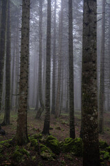 View of trees in the forest in foggy weather. Trunks of trees in the forest in foggy weather. Acelle Plateau, Sakarya Plateaus, Türkiye.