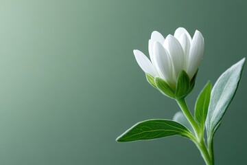 Fototapeta premium A minimalistic close-up of a delicate white flower bud with green leaves, set against a soft green gradient background.
