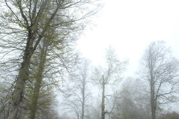 View of trees in the forest in foggy weather. Trunks of trees in the forest in foggy weather. Acelle Plateau, Sakarya Plateaus, Türkiye.