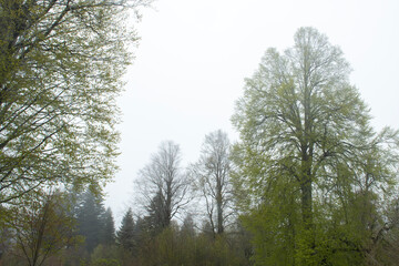 View of trees in the forest in foggy weather. Trunks of trees in the forest in foggy weather. Acelle Plateau, Sakarya Plateaus, T&uuml;rkiye.
