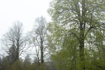 View of trees in the forest in foggy weather. Trunks of trees in the forest in foggy weather. Acelle Plateau, Sakarya Plateaus, Türkiye.