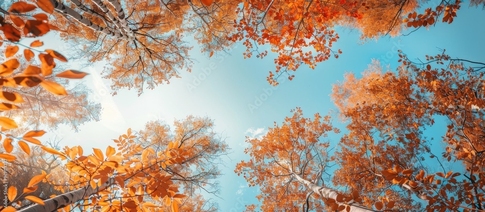 Poster A natural frame composed of branches with autumn colored leaves Trees displaying autumn hues against a blue sky backdrop. with copy space image. Place for adding text or design