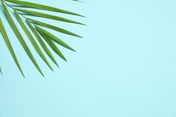 Green palm leaf on color background