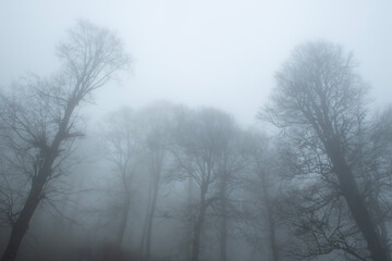 View of trees in the forest in foggy weather. Trunks of trees in the forest in foggy weather. Acelle Plateau, Sakarya Plateaus, Türkiye.