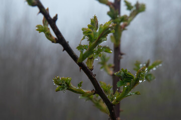 View of trees in the forest in foggy weather. Trunks of trees in the forest in foggy weather. Acelle Plateau, Sakarya Plateaus, Türkiye.