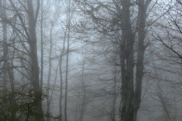 View of trees in the forest in foggy weather. Trunks of trees in the forest in foggy weather. Acelle Plateau, Sakarya Plateaus, Türkiye.