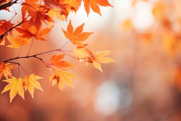 Fototapeta premium Red maple leaves autumn leaf background.