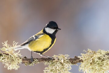 Great tit in winter