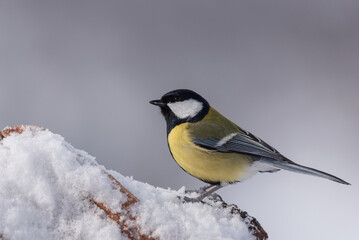 Great tit in winter