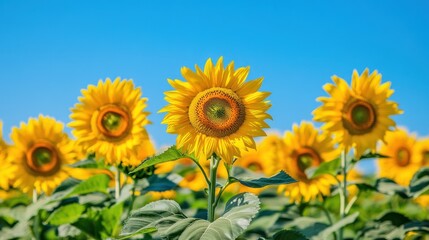 Fototapeta premium A vibrant field of sunflowers under a clear blue sky, showcasing nature's beauty.