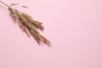 Beautiful dried flowers on a colored background. Place for text, top viw