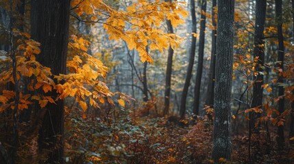 Fototapeta premium A serene forest scene showcasing vibrant autumn foliage amidst tall trees.